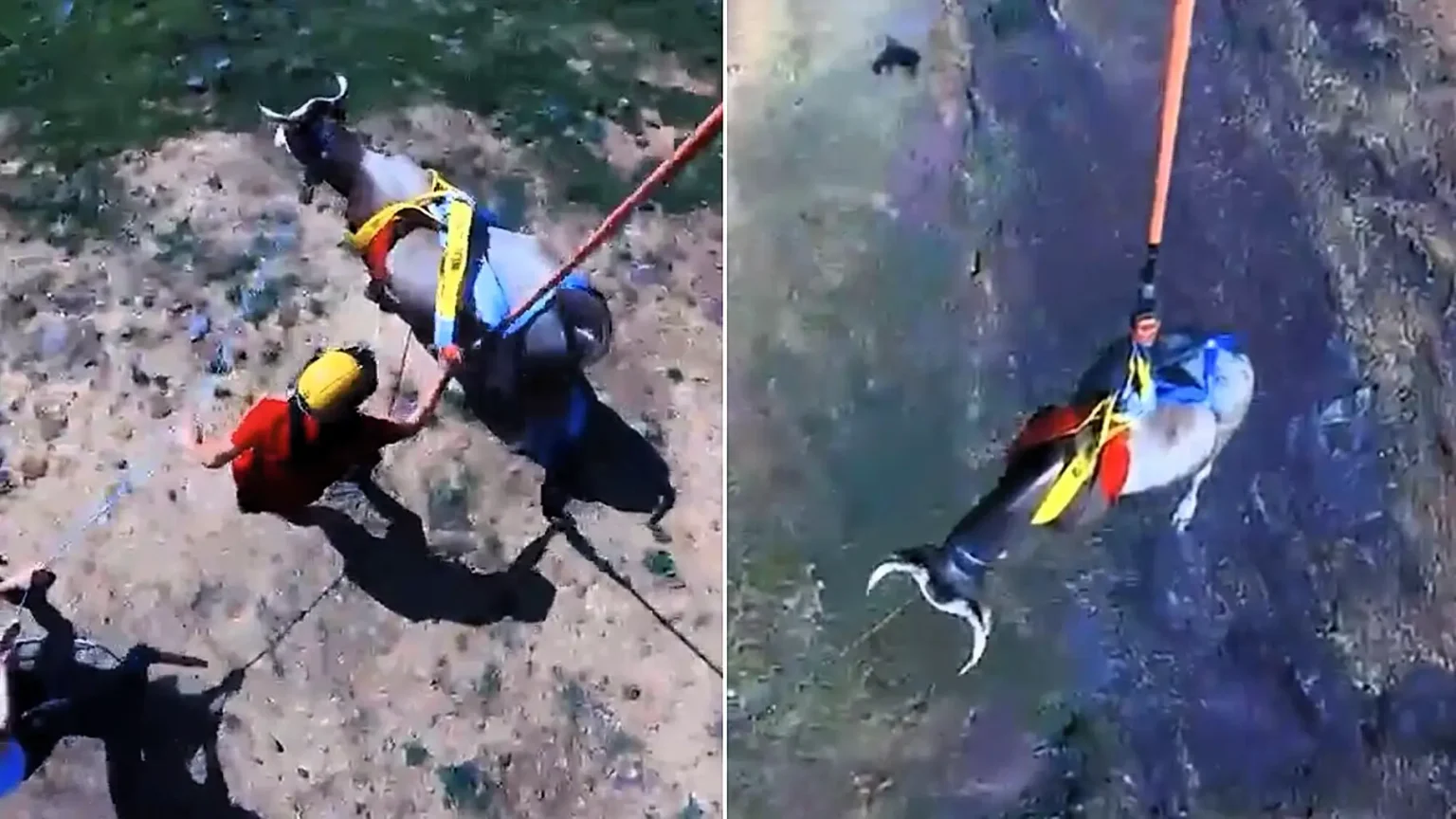 A 1,600lb cow was airlifted to safety by helicopter after becoming trapped in a ravine - with viewers stunned by how calm it looked dangling in a sling.