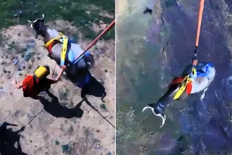A 1,600lb cow was airlifted to safety by helicopter after becoming trapped in a ravine - with viewers stunned by how calm it looked dangling in a sling.
