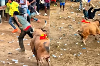 An amateur bullfighter was left facing complex reconstructive surgery after being gored in the rectum and trampled during a traditional Colombian bull event.