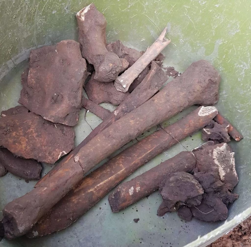 Ancient bones dug up by a couple renovating their patio have finally been laid to rest - after the 1,000-year-old remains turned their home into a crime scene.
