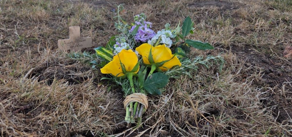 Ancient bones dug up by a couple renovating their patio have finally been laid to rest - after the 1,000-year-old remains turned their home into a crime scene.