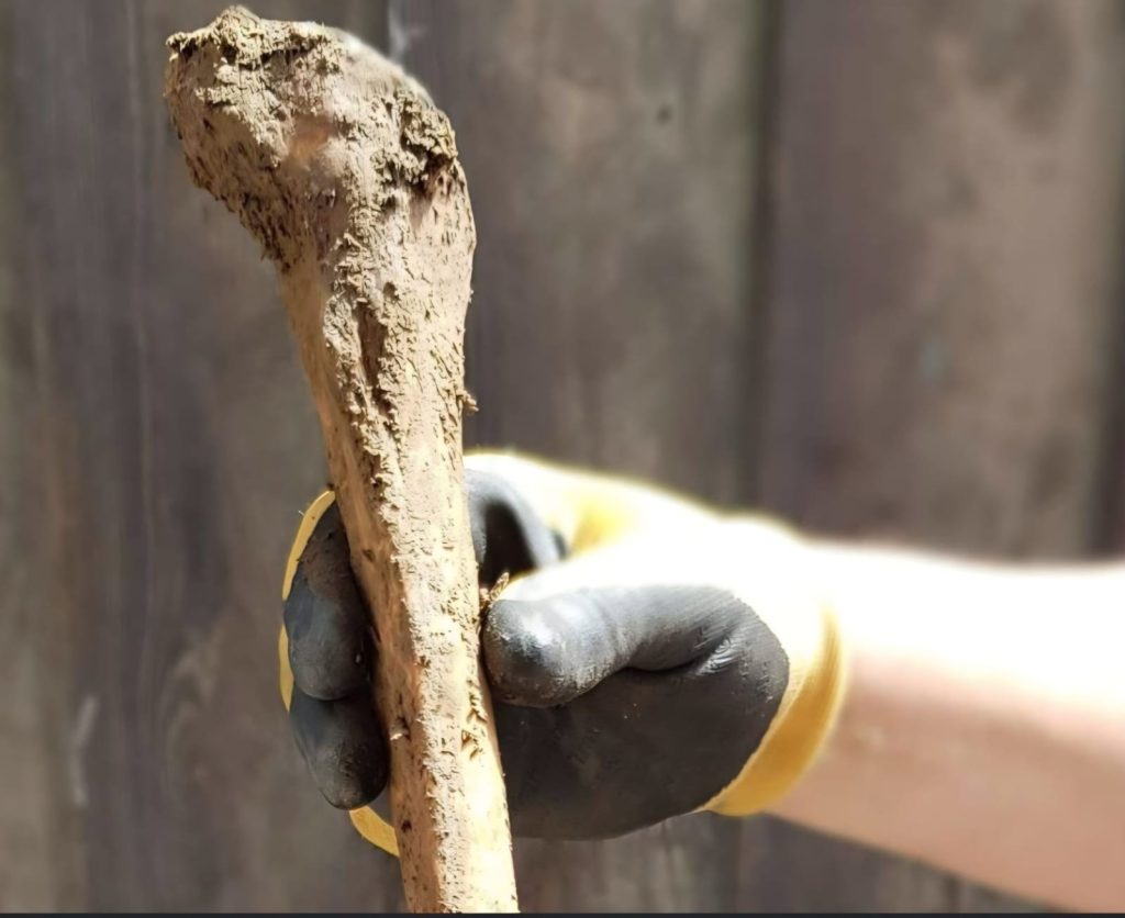 Ancient bones dug up by a couple renovating their patio have finally been laid to rest - after the 1,000-year-old remains turned their home into a crime scene.