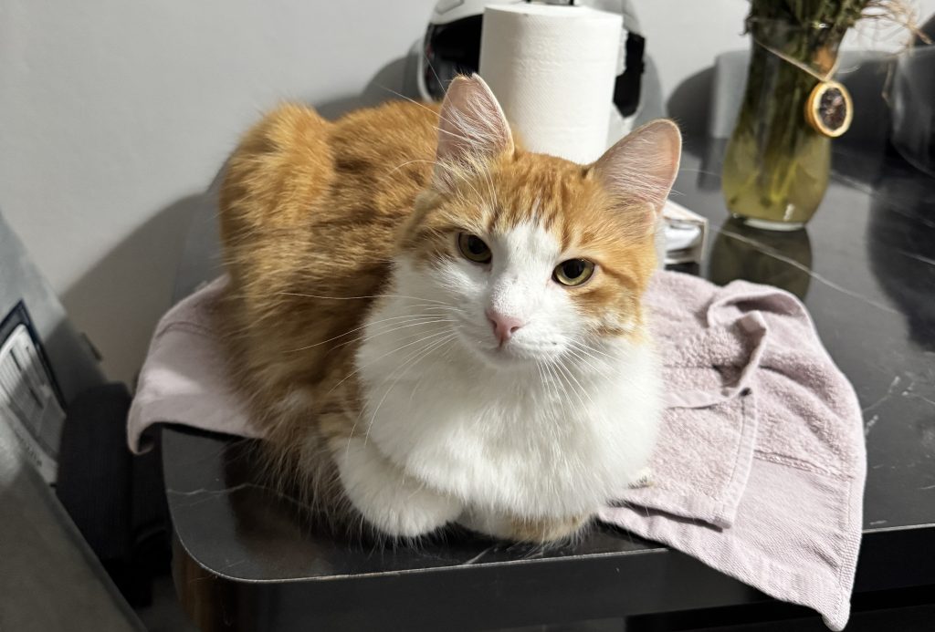 A motorcyclist was left distraught after her pet cat escaped from her backpack on a busy highway - coming within inches of being hit by a lorry.