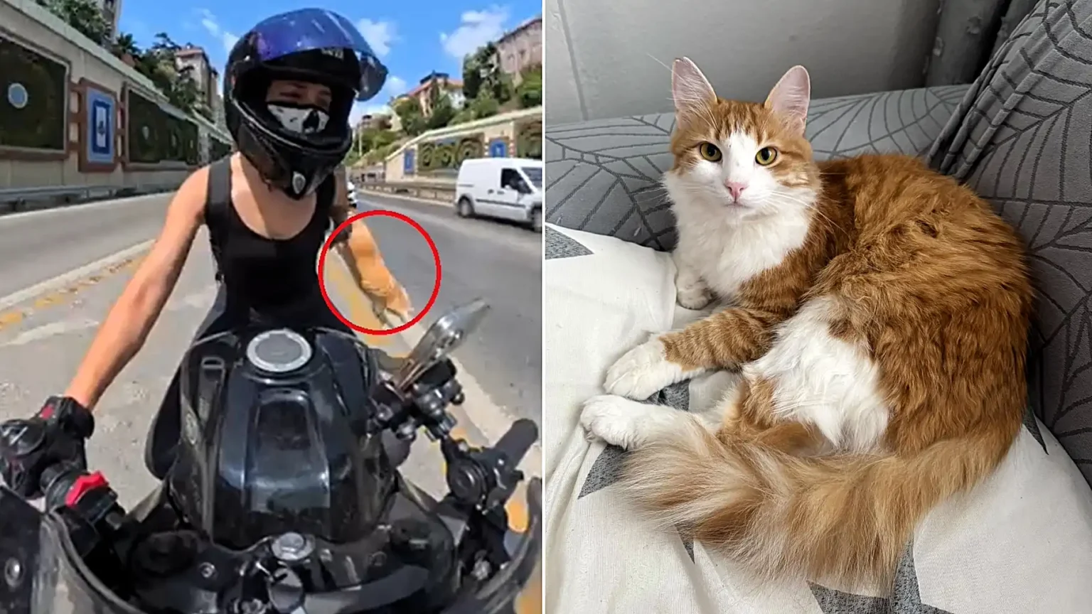 A motorcyclist was left distraught after her pet cat escaped from her backpack on a busy highway - coming within inches of being hit by a lorry.