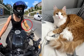 A motorcyclist was left distraught after her pet cat escaped from her backpack on a busy highway - coming within inches of being hit by a lorry.