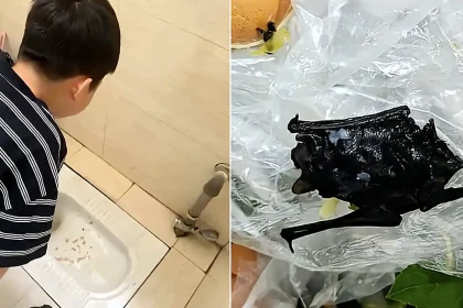 A family in China were horrified to find what looked like a dead bat in their restaurant meal - and their young son was rushed to hospital vomiting after eating.