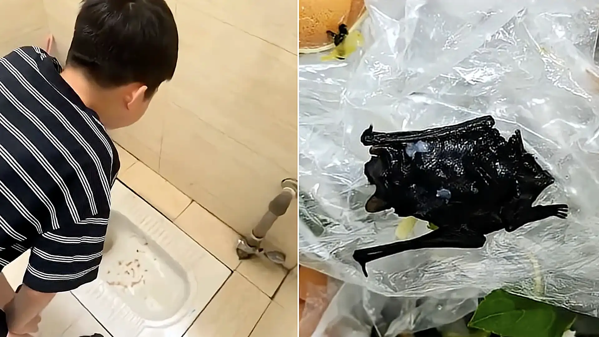 A family in China were horrified to find what looked like a dead bat in their restaurant meal - and their young son was rushed to hospital vomiting after eating.