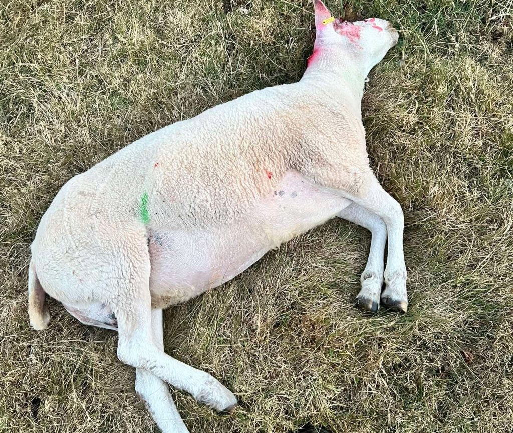 A devastated farmer has lost 25 sheep and lambs to bluetongue as the virus rips through British livestock - with vaccination bills topping £8,000.