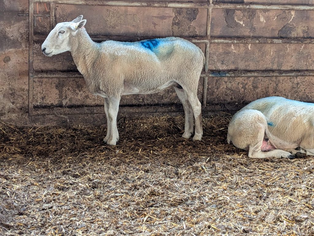 A devastated farmer has lost 25 sheep and lambs to bluetongue as the virus rips through British livestock - with vaccination bills topping £8,000.