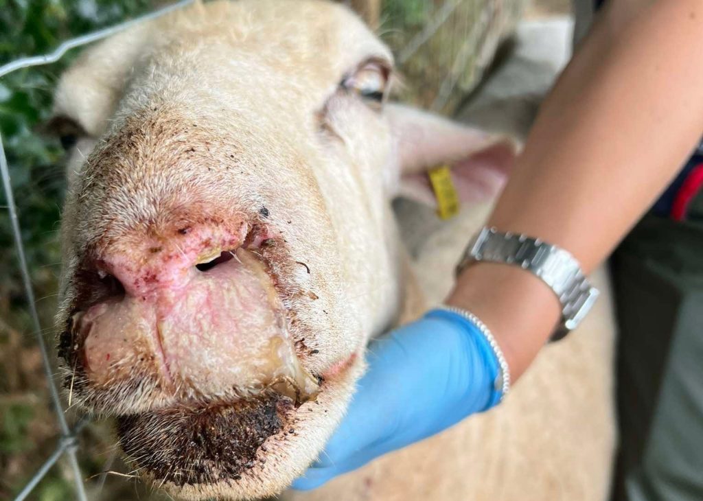 A devastated farmer has lost 25 sheep and lambs to bluetongue as the virus rips through British livestock - with vaccination bills topping £8,000.