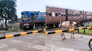 A cow struck by a speeding train at an Indian level crossing stunned onlookers by clambering to its hooves and calmly walking away unharmed.