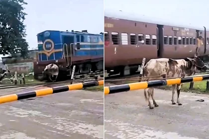 A cow struck by a speeding train at an Indian level crossing stunned onlookers by clambering to its hooves and calmly walking away unharmed.