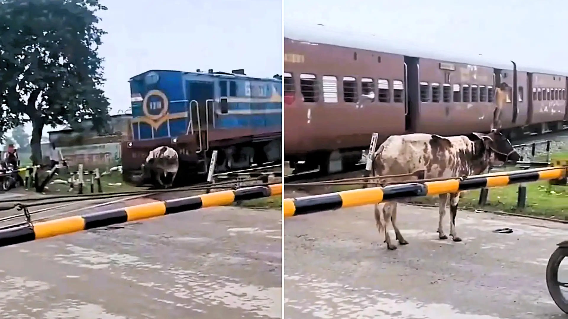 A cow struck by a speeding train at an Indian level crossing stunned onlookers by clambering to its hooves and calmly walking away unharmed.