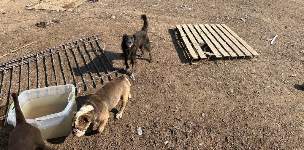 Dozens of animals have been rescued from deeply disturbing conditions after rescuers found filthy pens littered with faeces, bones and the remains of other animals.