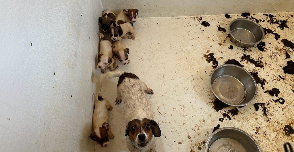 Dozens of animals have been rescued from deeply disturbing conditions after rescuers found filthy pens littered with faeces, bones and the remains of other animals.