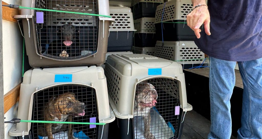 Dozens of animals have been rescued from deeply disturbing conditions after rescuers found filthy pens littered with faeces, bones and the remains of other animals.