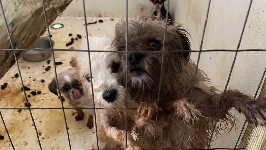 Dozens of animals have been rescued from deeply disturbing conditions after rescuers found filthy pens littered with faeces, bones and the remains of other animals.
