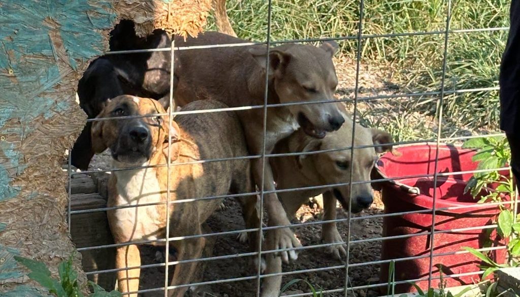 Dozens of animals have been rescued from deeply disturbing conditions after rescuers found filthy pens littered with faeces, bones and the remains of other animals.
