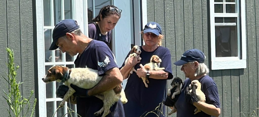 Dozens of animals have been rescued from deeply disturbing conditions after rescuers found filthy pens littered with faeces, bones and the remains of other animals.