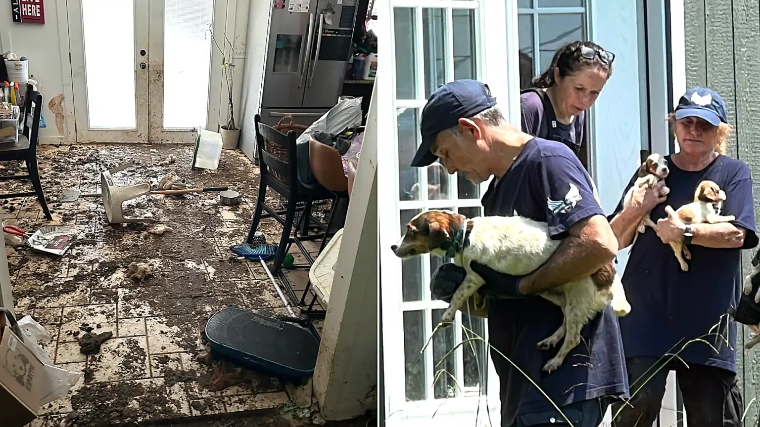 Dozens of animals have been rescued from deeply disturbing conditions after rescuers found filthy pens littered with faeces, bones and the remains of other animals.