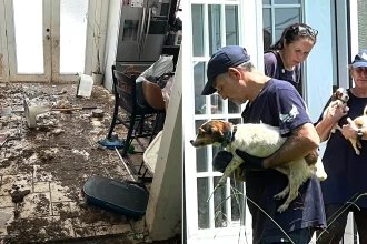 Dozens of animals have been rescued from deeply disturbing conditions after rescuers found filthy pens littered with faeces, bones and the remains of other animals.