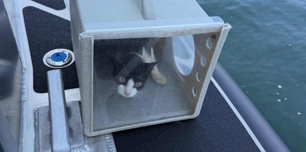 A boat reported for improper lighting turned out to hide an extraordinary secret - more than 30 cats and kittens living aboard, sparking a two-day rescue operation.