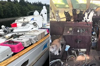 A boat reported for improper lighting turned out to hide an extraordinary secret - more than 30 cats and kittens living aboard, sparking a two-day rescue operation.