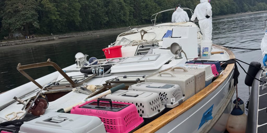A boat reported for improper lighting turned out to hide an extraordinary secret - more than 30 cats and kittens living aboard, sparking a two-day rescue operation.