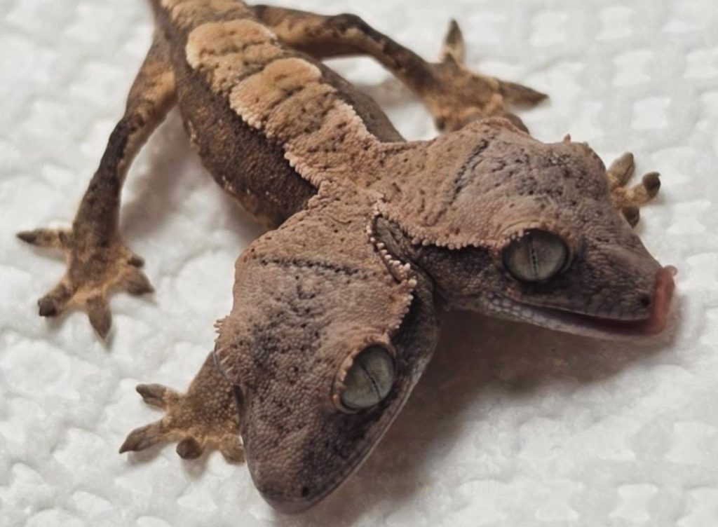 A famous two-headed gecko who captured hearts around the world has tragically been put down after refusing to eat and losing weight.