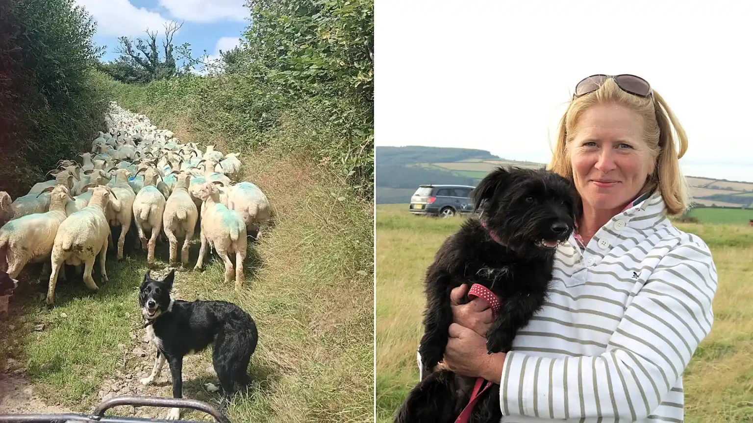 A devastated farmer has lost 25 sheep and lambs to bluetongue as the virus rips through British livestock - with vaccination bills topping £8,000.