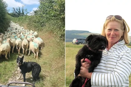 A devastated farmer has lost 25 sheep and lambs to bluetongue as the virus rips through British livestock - with vaccination bills topping £8,000.