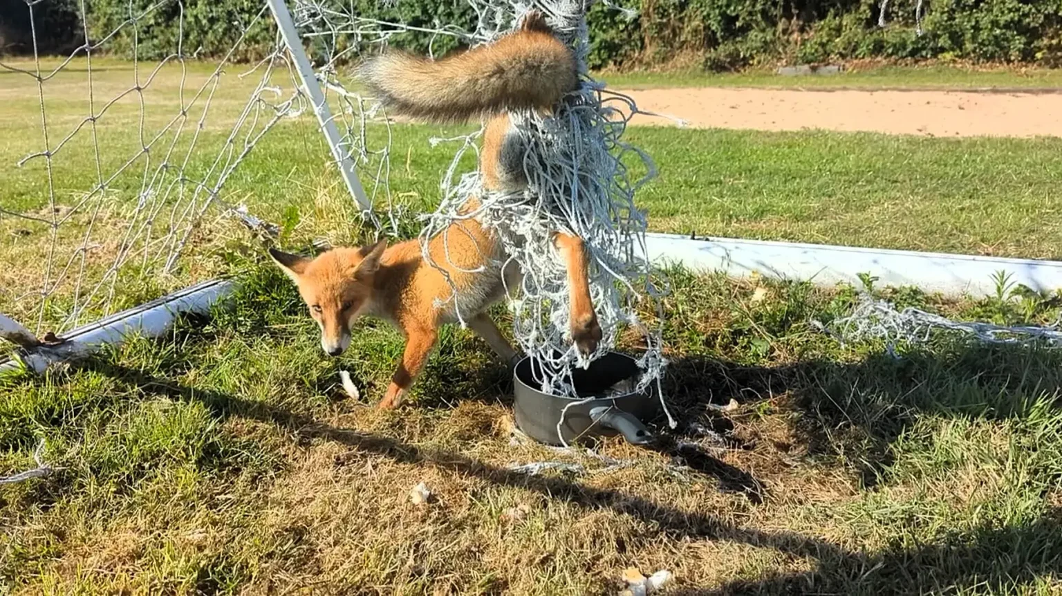 A footy-mad fox was left limping with a scab after getting tangled in a football goal net in Stockport - with rescuers forced to cut him free and take him into care.