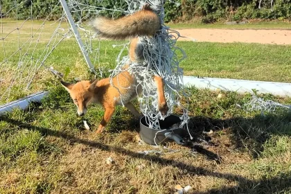 A footy-mad fox was left limping with a scab after getting tangled in a football goal net in Stockport - with rescuers forced to cut him free and take him into care.