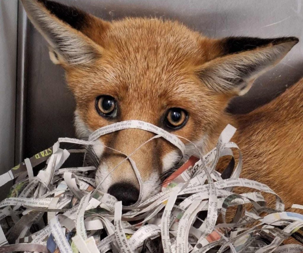 A footy-mad fox was left limping with a scab after getting tangled in a football goal net in Stockport - with rescuers forced to cut him free and take him into care.