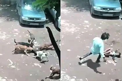 A four-year-old girl needed more than 80 stitches to her head after she was attacked by seven stray dogs in a horrifying 40-second mauling caught on CCTV in western India.