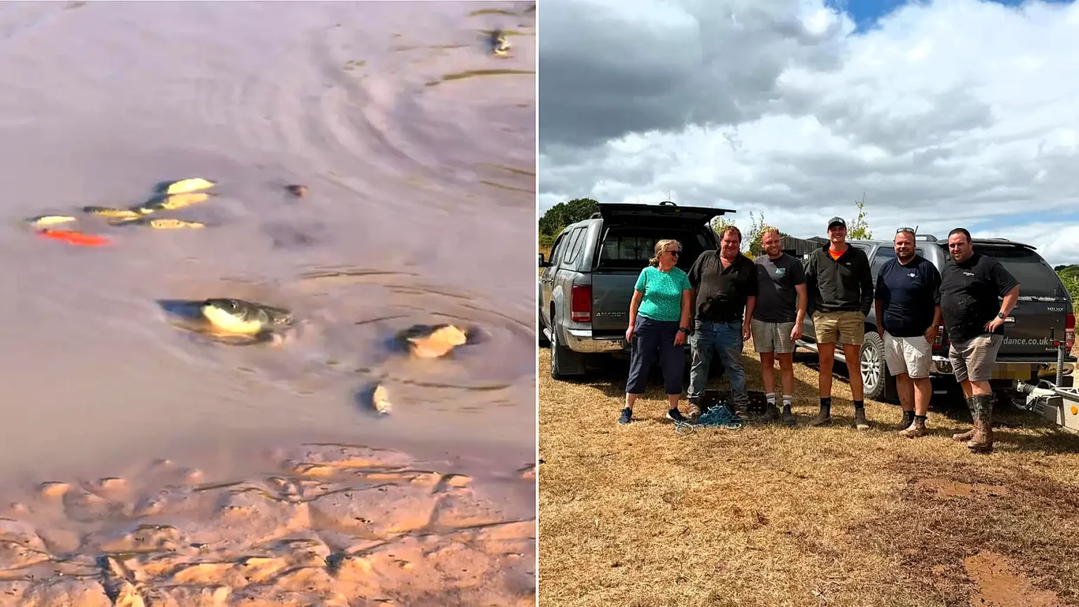 Residents and a local business have rescued an estimated 1,000 fish from a rapidly drying Exeter pond after no action was allegedly taken by officials.