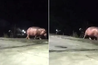 A hippo descended from Pablo Escobar's infamous herd has been spotted roaming near a school in Colombia, sparking fears and prompting calls for urgent action.
