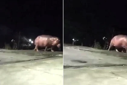 A hippo descended from Pablo Escobar's infamous herd has been spotted roaming near a school in Colombia, sparking fears and prompting calls for urgent action.