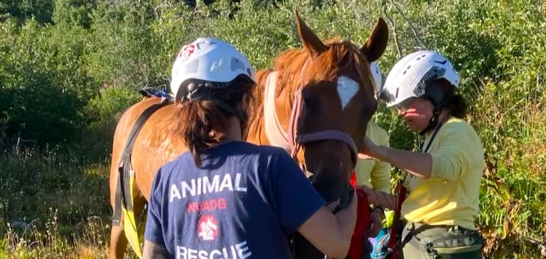 A horse had to be airlifted to safety after becoming stranded in rugged wilderness at 7,200ft when its rider was bucked off during a 100-mile endurance race.