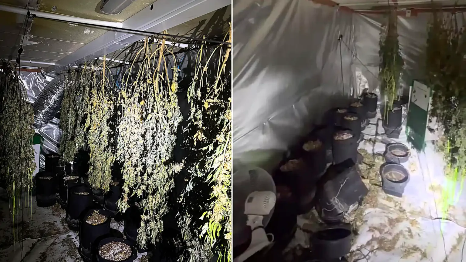 A huge cannabis factory worth up to £135,000 has been uncovered in a sleepy seaside resort after police smashed their way in with a battering ram.