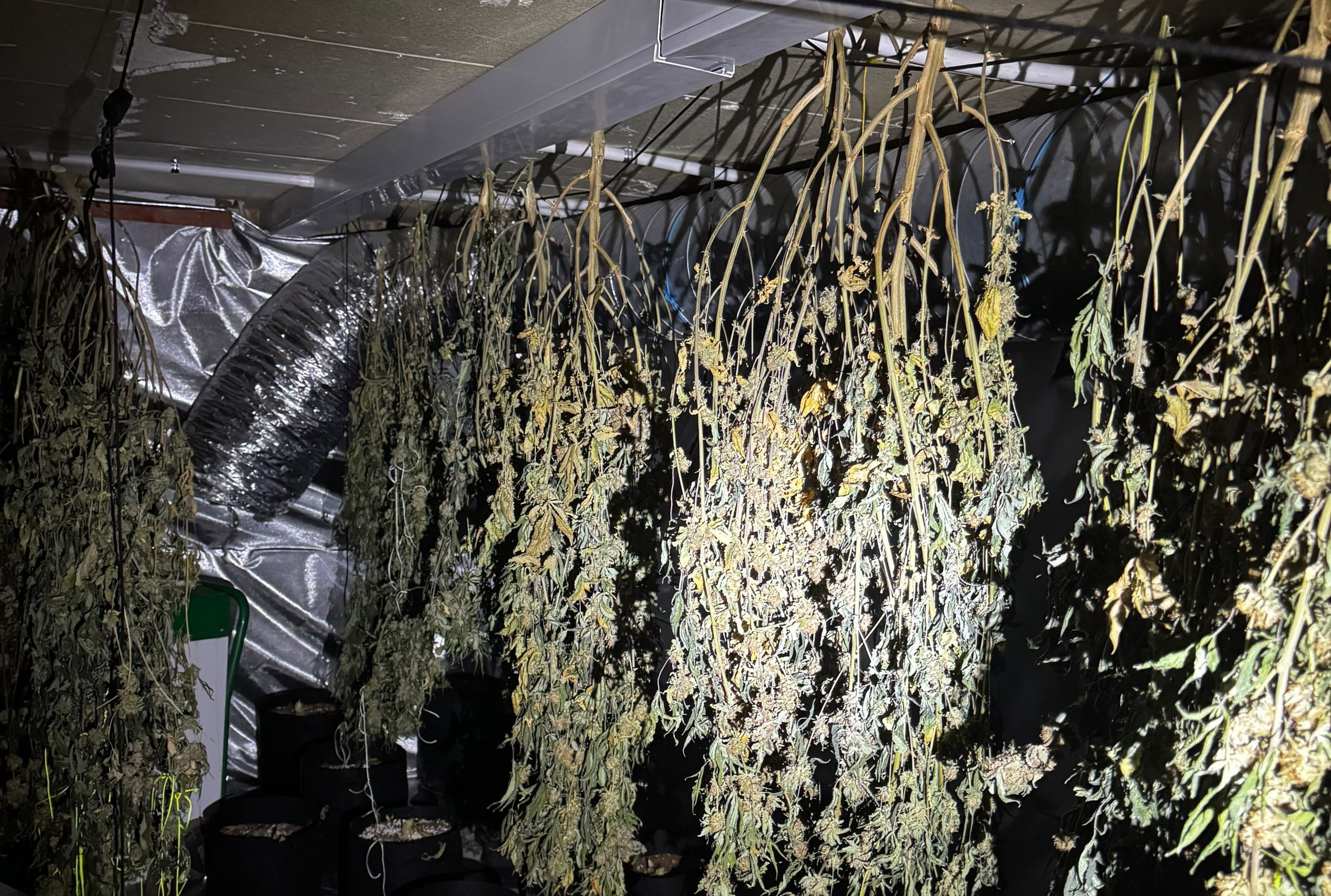 A huge cannabis factory worth up to £135,000 has been uncovered in a sleepy seaside resort after police smashed their way in with a battering ram.