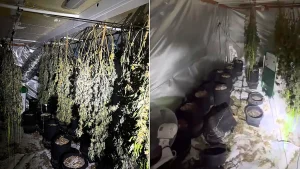 A huge cannabis factory worth up to £135,000 has been uncovered in a sleepy seaside resort after police smashed their way in with a battering ram.