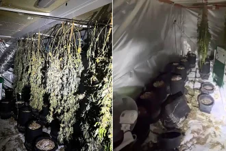 A huge cannabis factory worth up to £135,000 has been uncovered in a sleepy seaside resort after police smashed their way in with a battering ram.