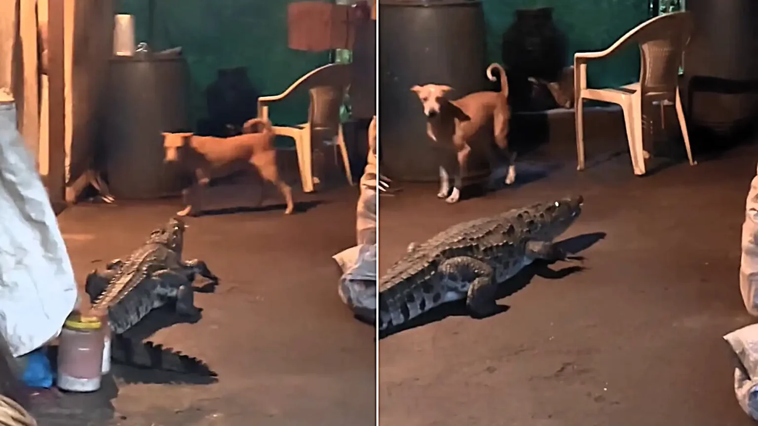 A huge crocodile has been caught prowling inside a family home in Goa, India, sending dogs into a barking frenzy - and forcing one calm man to leap from his chair when it lunged.