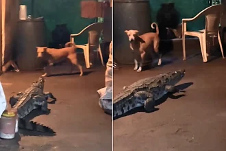 A huge crocodile has been caught prowling inside a family home in Goa, India, sending dogs into a barking frenzy - and forcing one calm man to leap from his chair when it lunged.