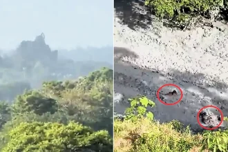 Locals watched in horror as a mud volcano erupted in Colombia, sending thick sludge surging through fields and sweeping cattle away to their doom.