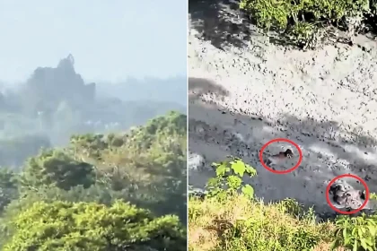 Locals watched in horror as a mud volcano erupted in Colombia, sending thick sludge surging through fields and sweeping cattle away to their doom.