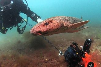 Two sharks have been given a lucky escape after divers found them trapped inside a lost crab pot off Cornwall, where they could have slowly starved to death.