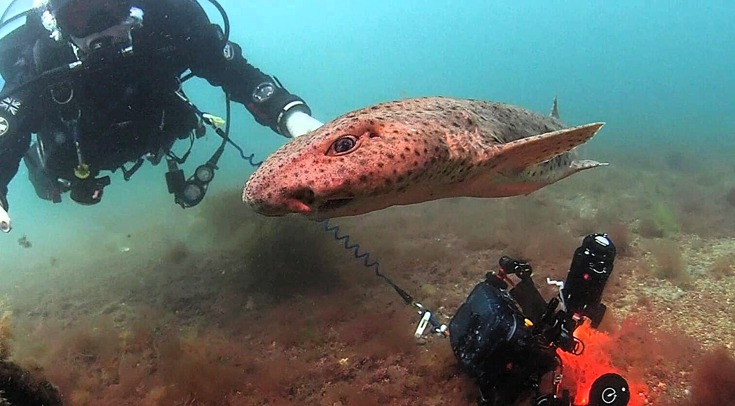 Two sharks have been given a lucky escape after divers found them trapped inside a lost crab pot off Cornwall, where they could have slowly starved to death.