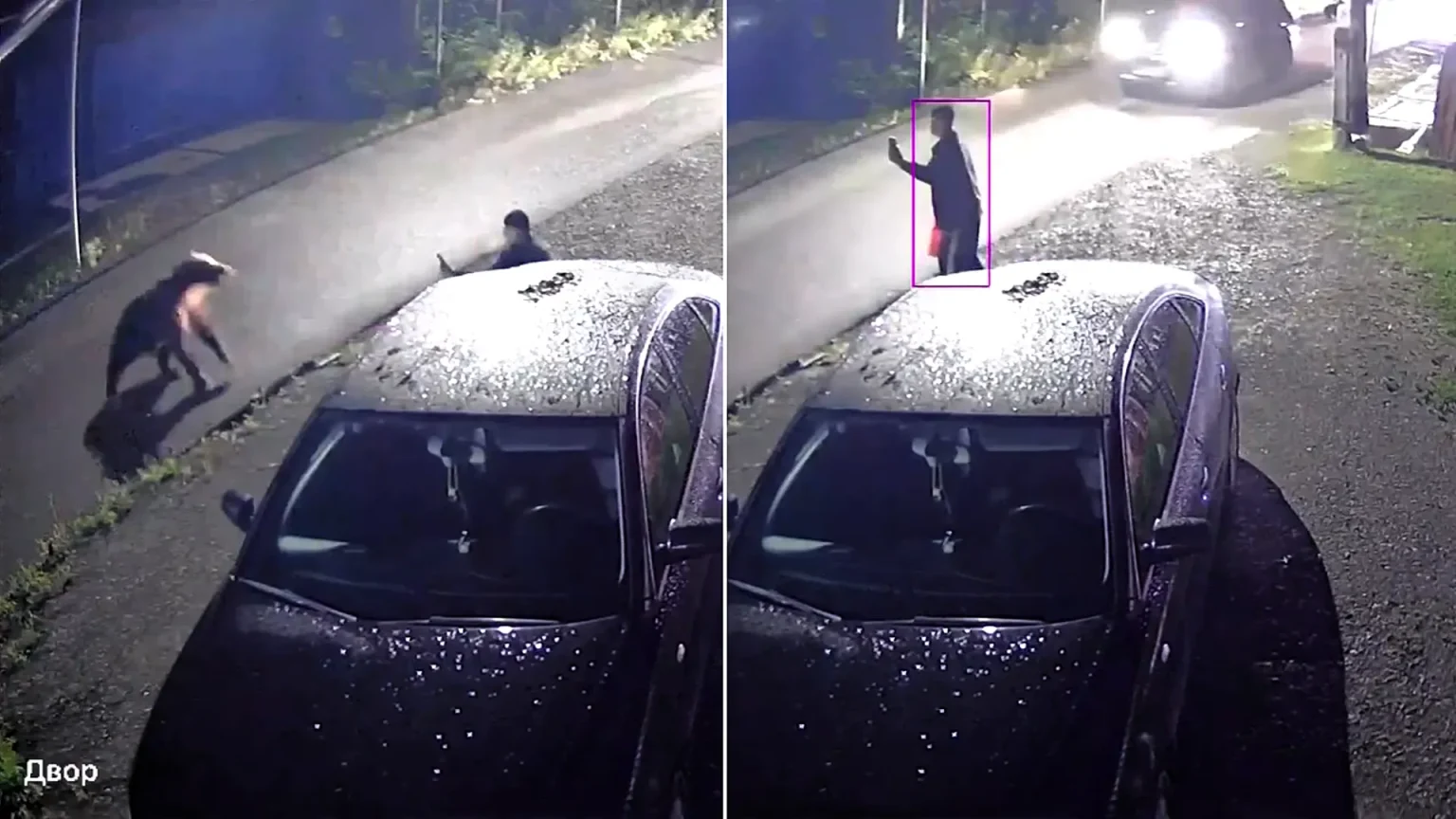 A fearless man fell on his backside then stood up and hurled abuse at a charging bear in Russia - shocking CCTV shows the animal rearing up before backing off.